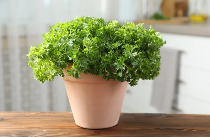 Petersilie in einem Topf